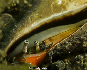 Here's Looking at Me! by Emily Weston 